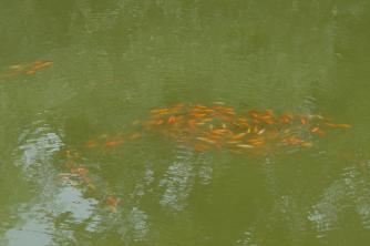 Goldfische im Teich